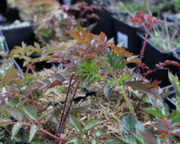 Čechrava Arendsova 'Augustleuchten'