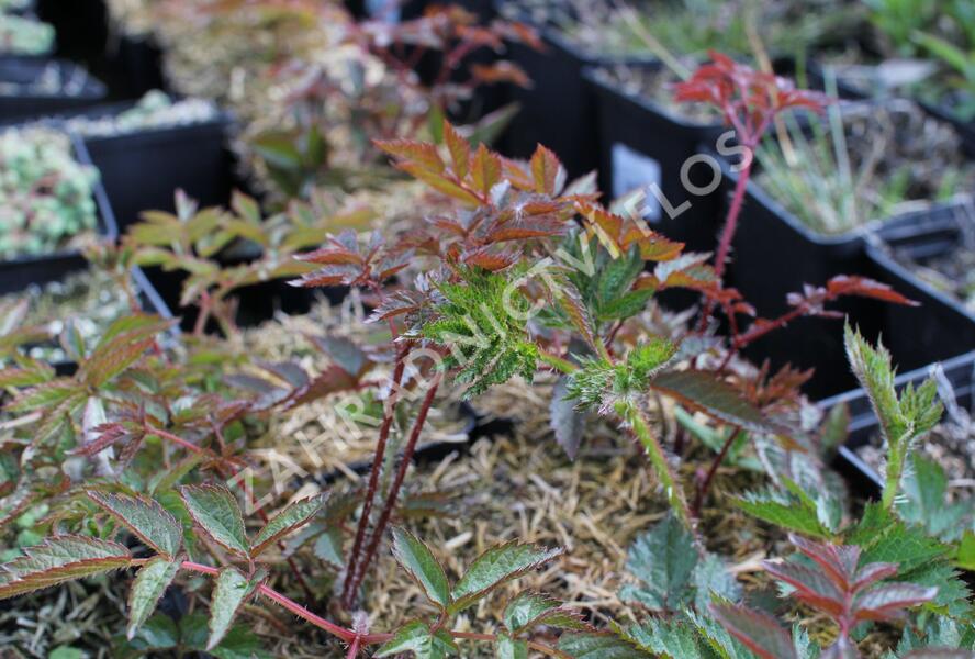 Čechrava Arendsova 'Augustleuchten' - Astilbe arendsii 'Augustleuchten'
