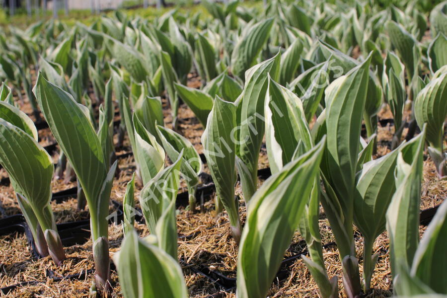 Bohyška 'Minuteman' - Hosta 'Minuteman'