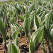 Bohyška 'Minuteman' - Hosta 'Minuteman'
