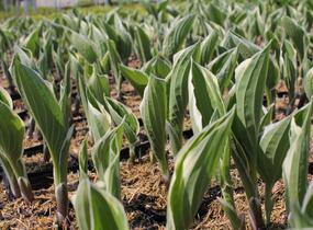 Bohyška 'Minuteman' - Hosta 'Minuteman'