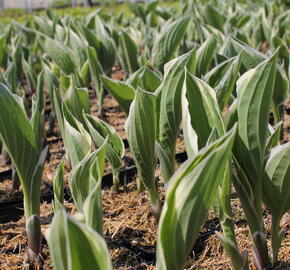 Bohyška 'Minuteman' - Hosta 'Minuteman'