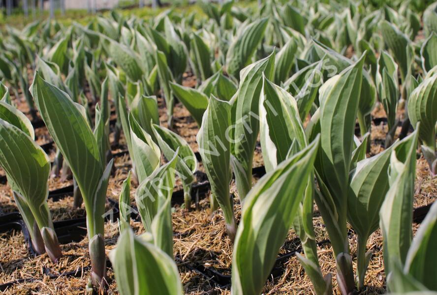 Bohyška 'Minuteman' - Hosta 'Minuteman'