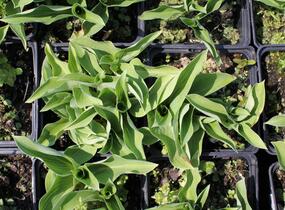 Bohyška 'Blue Cadet' - Hosta 'Blue Cadet'