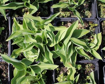 Bohyška 'Blue Cadet'