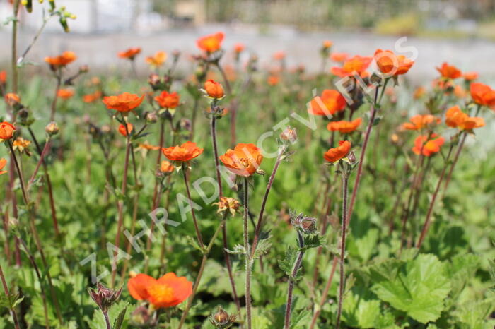 Kuklík šarlatový 'Koi' - Geum coccineum 'Koi'