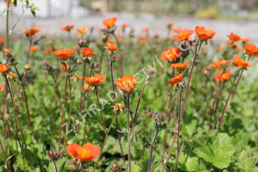 Kuklík šarlatový 'Koi' - Geum coccineum 'Koi'