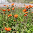 Kuklík šarlatový 'Koi' - Geum coccineum 'Koi'