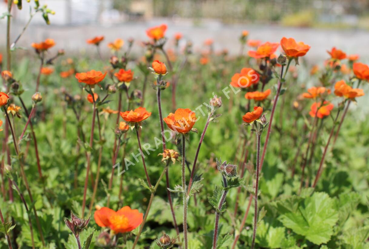 Kuklík šarlatový 'Koi' - Geum coccineum 'Koi'