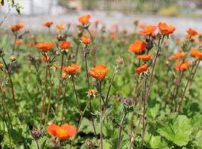 Kuklík šarlatový 'Koi' - Geum coccineum 'Koi'