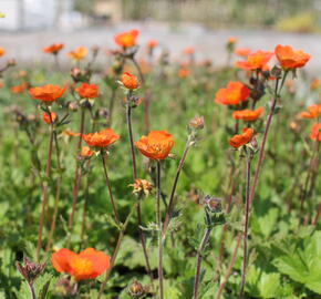 Kuklík šarlatový 'Koi' - Geum coccineum 'Koi'