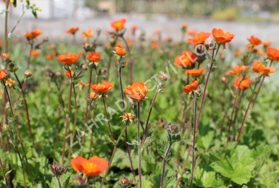 Kuklík šarlatový 'Koi' - Geum coccineum 'Koi'
