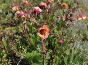 Kuklík 'Mai Tai' - Geum 'Mai Tai'