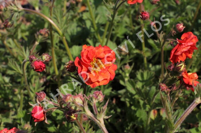 Kuklík 'Tempest Scarlet' - Geum 'Tempest Scarlet'