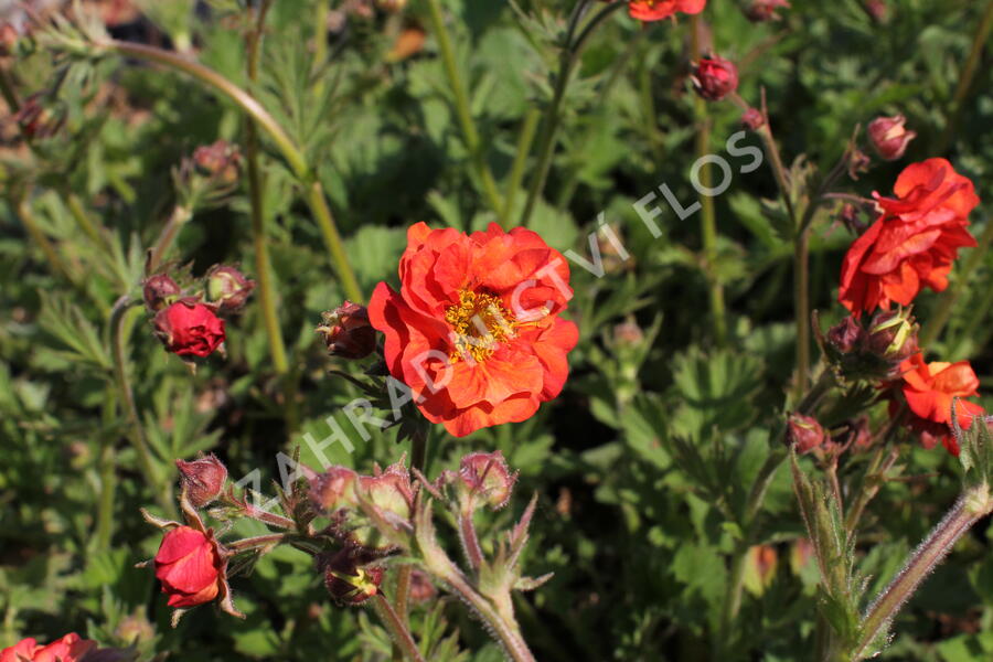 Kuklík 'Tempest Scarlet' - Geum 'Tempest Scarlet'