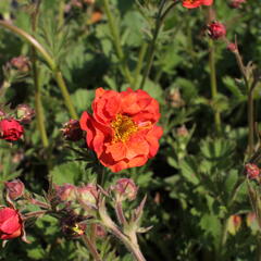 Kuklík 'Tempest Scarlet' - Geum 'Tempest Scarlet'