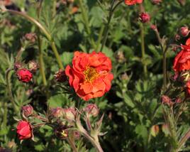 Kuklík 'Tempest Scarlet'