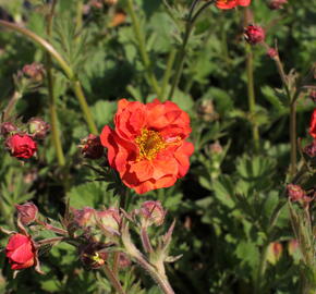 Kuklík 'Tempest Scarlet' - Geum 'Tempest Scarlet'