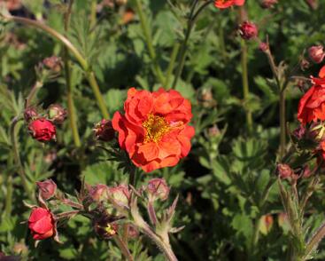 Kuklík 'Tempest Scarlet'