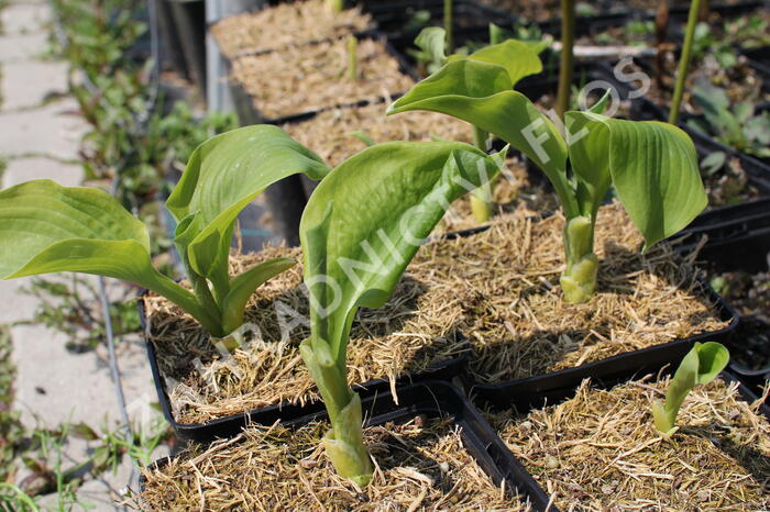 Bohyška 'Guacamole' - Hosta 'Guacamole'