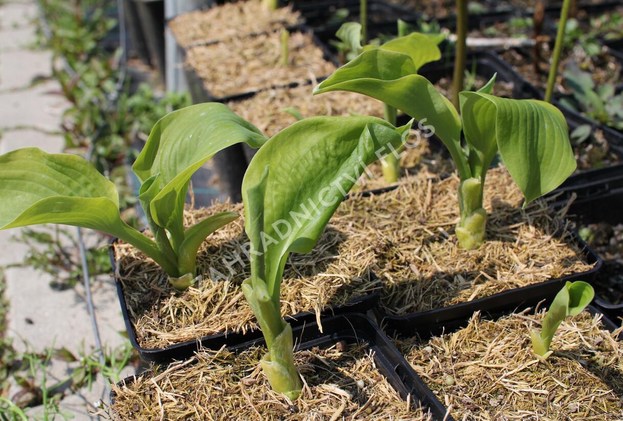 Bohyška 'Guacamole' - Hosta 'Guacamole'