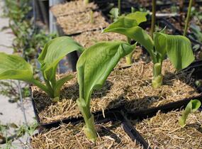 Bohyška 'Guacamole' - Hosta 'Guacamole'