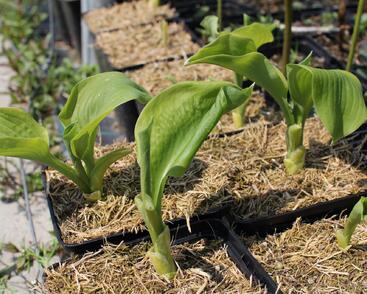 Bohyška 'Guacamole'