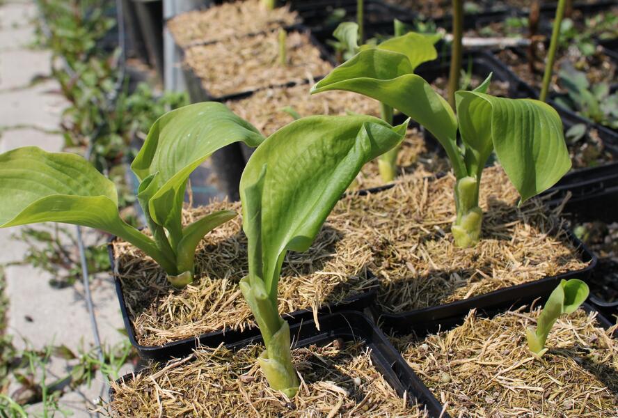 Bohyška 'Guacamole' - Hosta 'Guacamole'