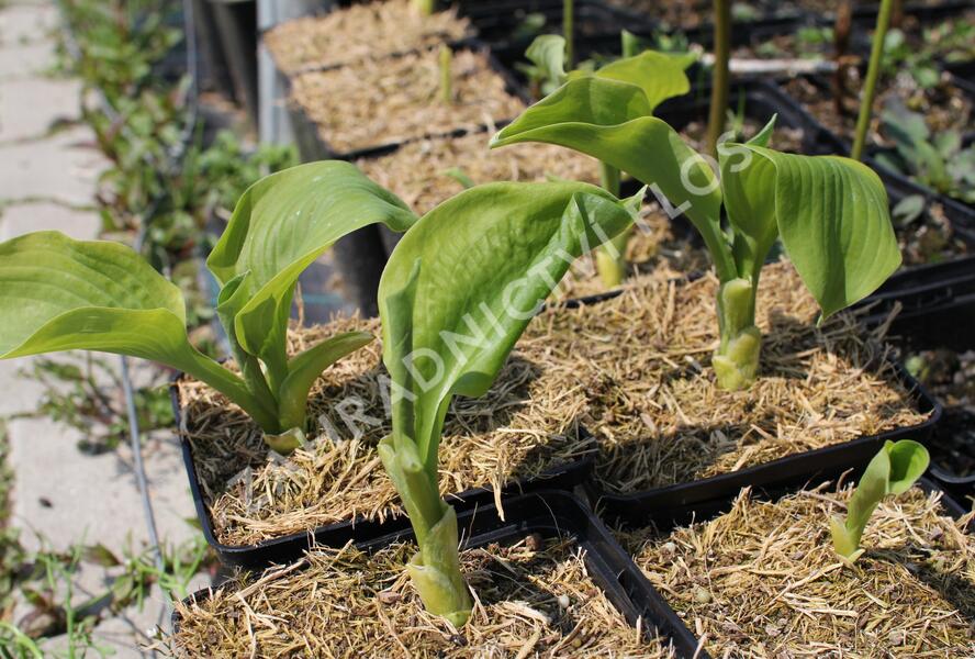 Bohyška 'Guacamole' - Hosta 'Guacamole'