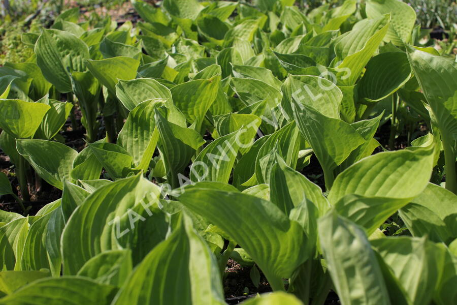 Bohyška 'Banana Kid' - Hosta 'Banana Kid'