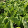 Bohyška 'Banana Kid' - Hosta 'Banana Kid'