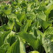 Bohyška 'Banana Kid' - Hosta 'Banana Kid'