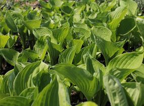 Bohyška 'Banana Kid' - Hosta 'Banana Kid'