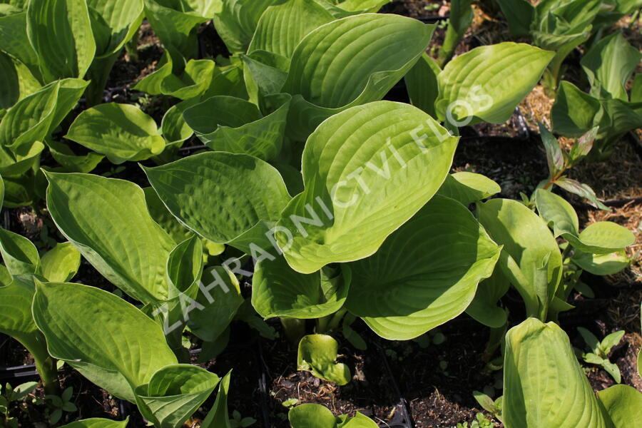 Bohyška 'Banana Kid' - Hosta 'Banana Kid'