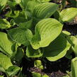 Bohyška 'Banana Kid' - Hosta 'Banana Kid'