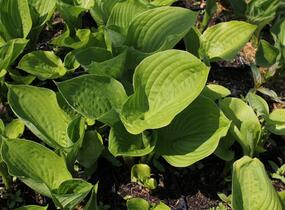 Bohyška 'Banana Kid' - Hosta 'Banana Kid'