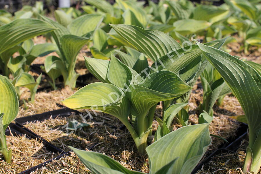 Bohyška 'Gold Standard' - Hosta 'Gold Standard'