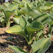 Bohyška 'Gold Standard' - Hosta 'Gold Standard'