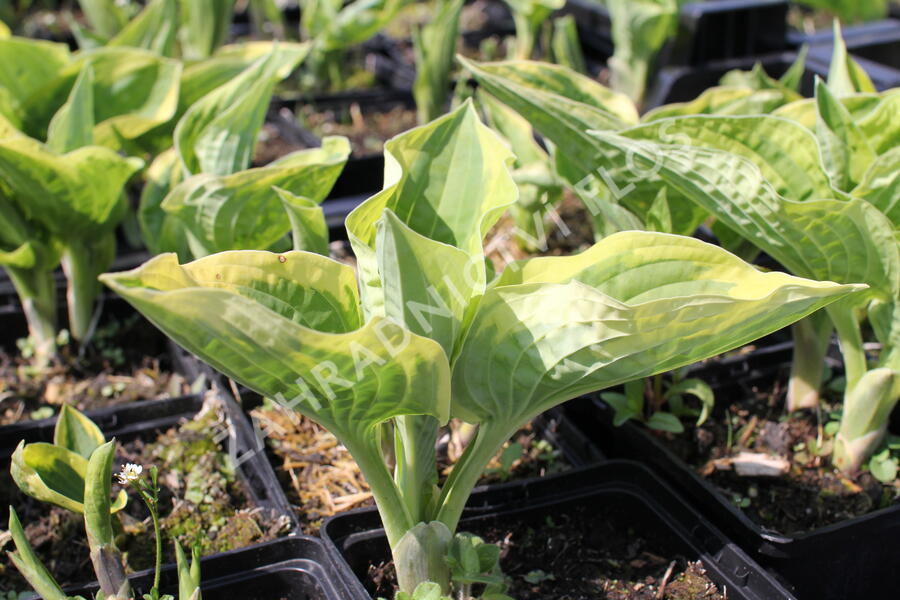 Bohyška 'Anne' - Hosta 'Anne'