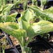 Bohyška 'Anne' - Hosta 'Anne'