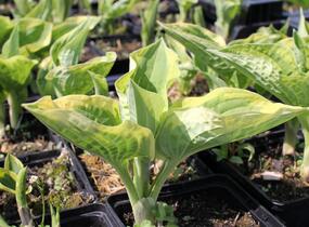 Bohyška 'Anne' - Hosta 'Anne'