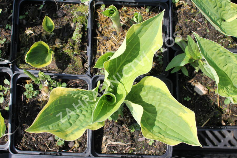 Bohyška 'Anne' - Hosta 'Anne'
