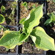 Bohyška 'Anne' - Hosta 'Anne'