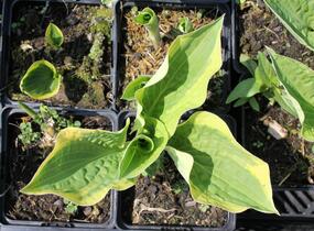 Bohyška 'Anne' - Hosta 'Anne'