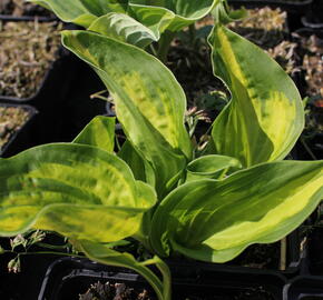 Bohyška 'Center of Attention' - Hosta 'Center of Attention'