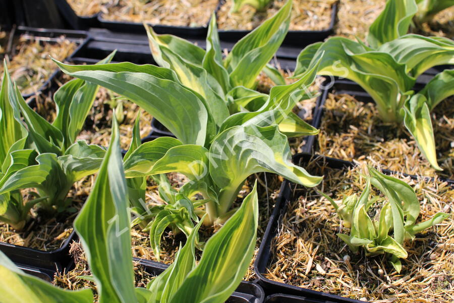 Bohyška 'Ann Kulpa' - Hosta 'Ann Kulpa'