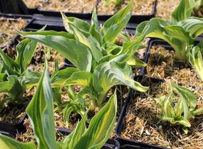 Bohyška 'Ann Kulpa' - Hosta 'Ann Kulpa'