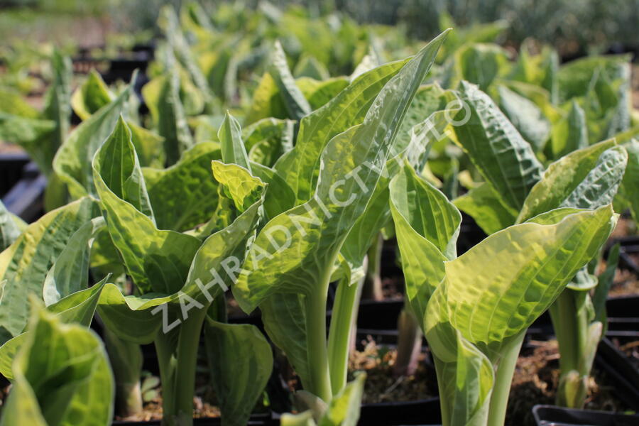 Bohyška 'Mama Mia' - Hosta 'Mama Mia'