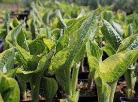 Bohyška 'Mama Mia' - Hosta 'Mama Mia'