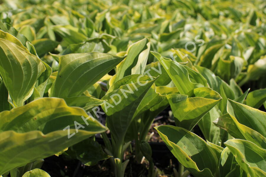 Bohyška 'Golden Tiara' - Hosta 'Golden Tiara'